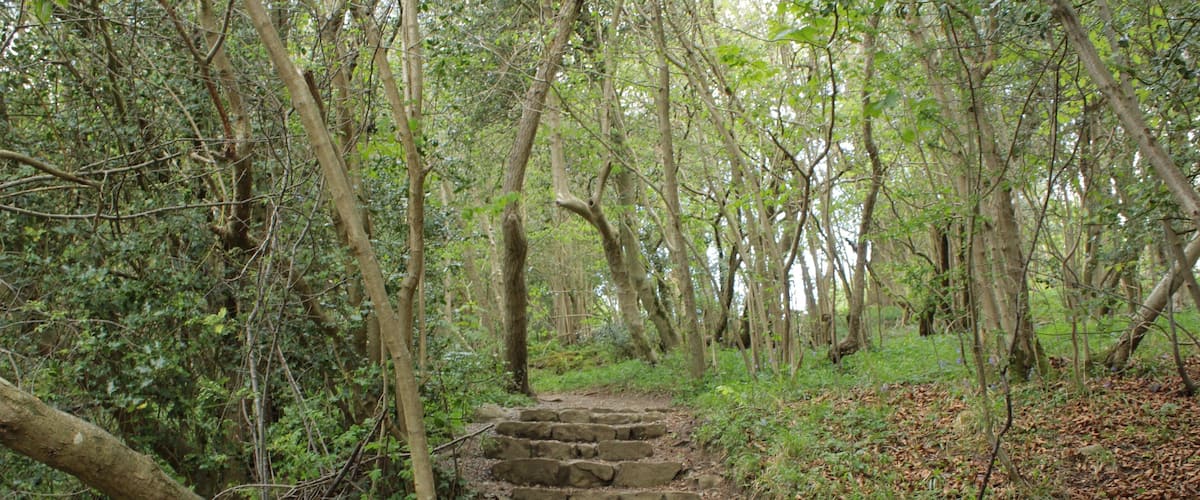 A stone staircase in a forest with dense trees and undergrowth.