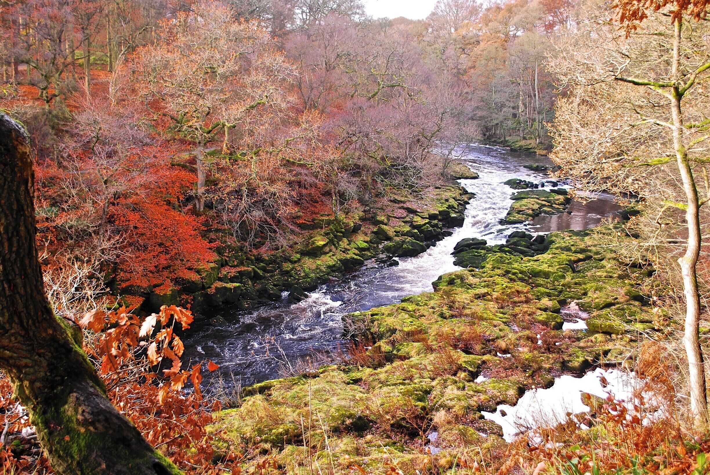 A colourful forest in Yorkshire Dales National Park, Bolton Abbey walk.

Going through this forest felt like I was in a movie set. My friends and I couldn't stop taking photos that we had to stop our hike for a while and just take in the beauty of this place.

#hiking #nationalpark

