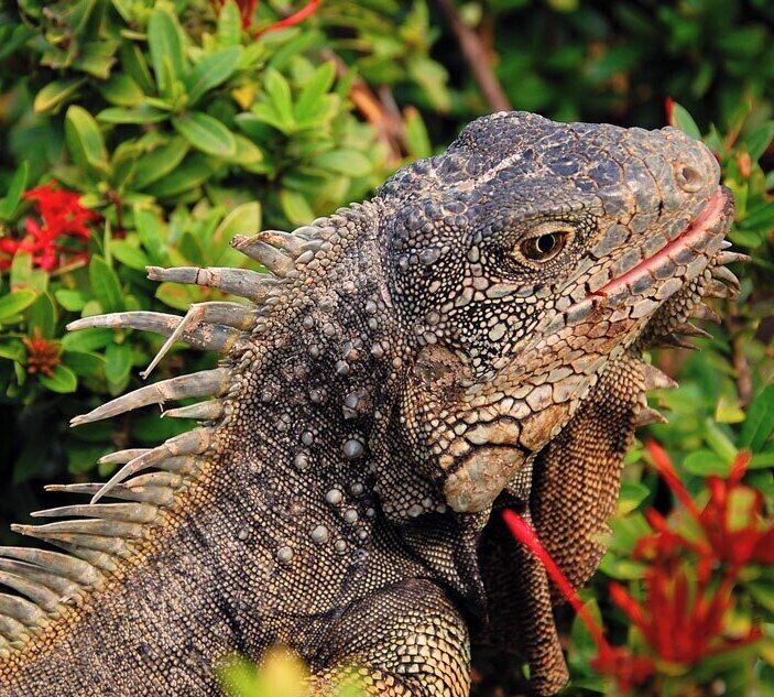 A tipical Iguana under the sun @ the Parque Seminario, Guayaquil, Ecuador