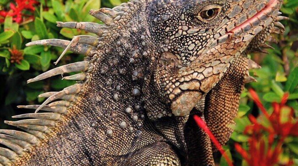 A tipical Iguana under the sun @ the Parque Seminario, Guayaquil, Ecuador