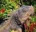 A close-up of a marine iguana with spiky scales and a rough texture, surrounded by green foliage and red flowers.