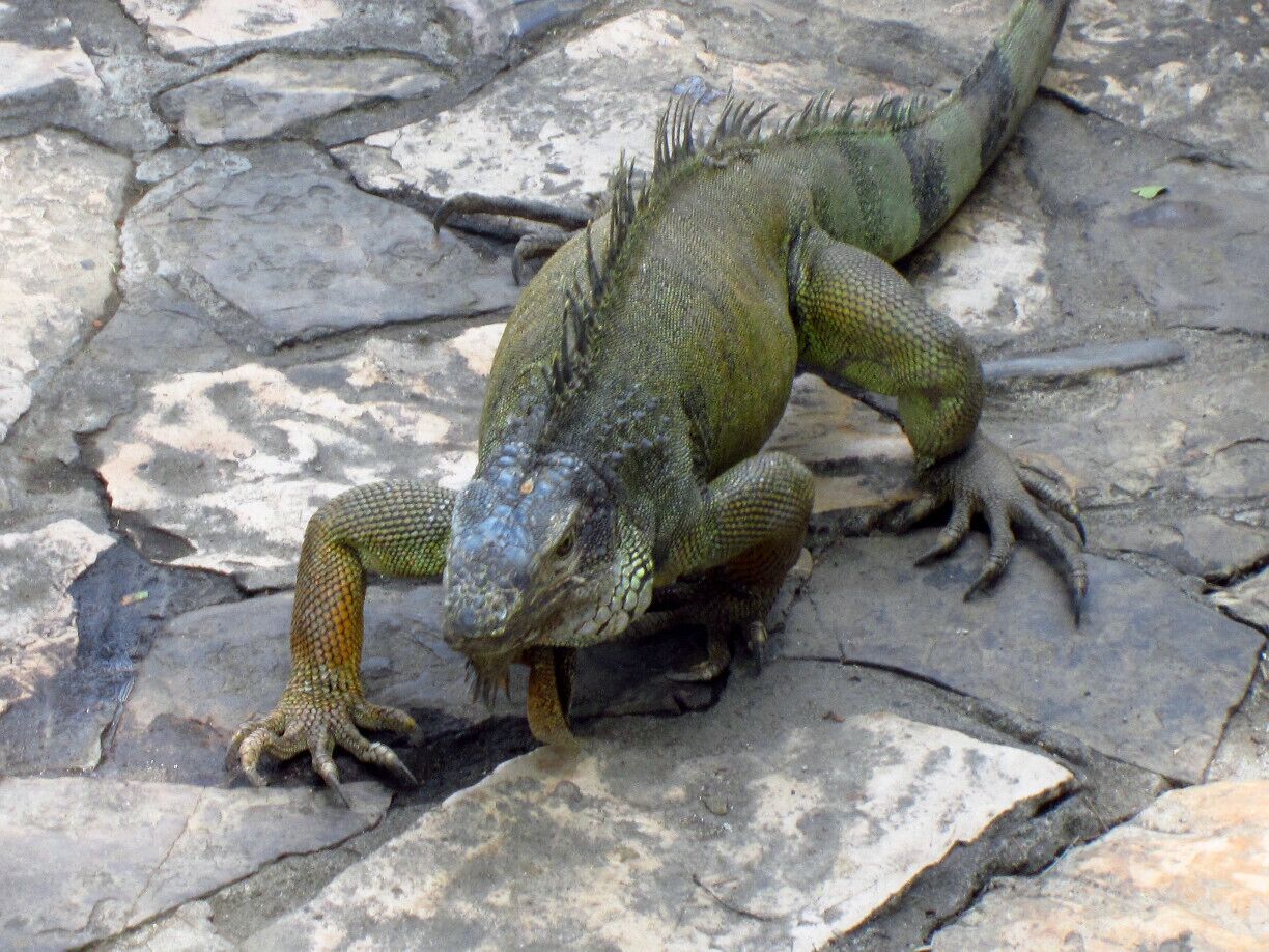 Parque de las Iguanas is situated right in the center of the city. I expected to see fenced space where turtles and iguanas live, but the animals just ran around all over the park! You can even pet them. A truly incredible scene!