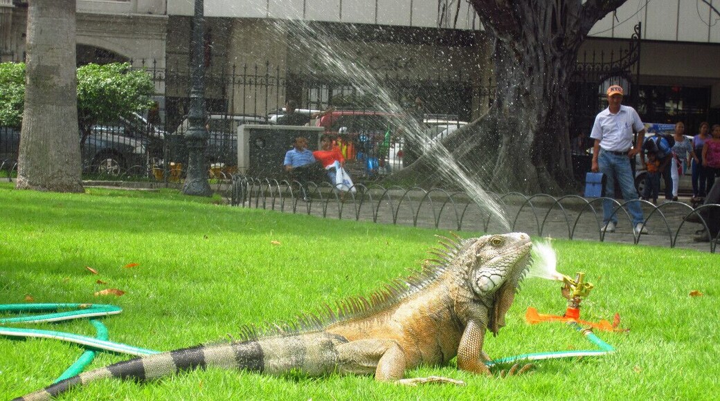 Parque de las Iguanas