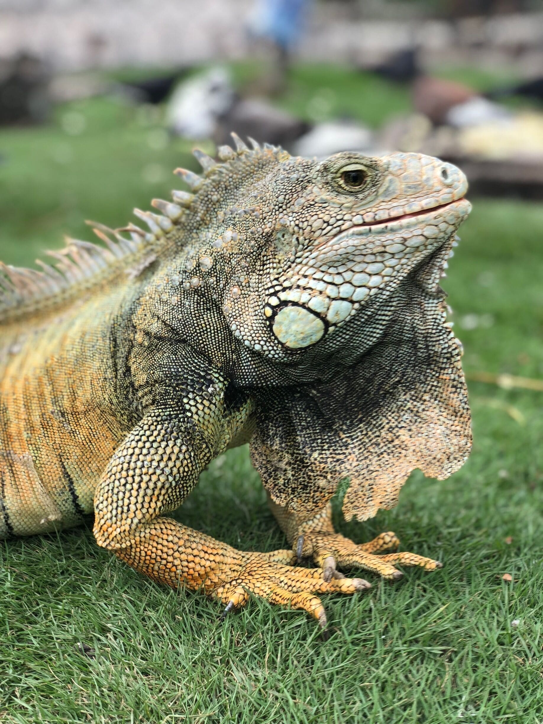 Lots of free roaming Iguanas here 