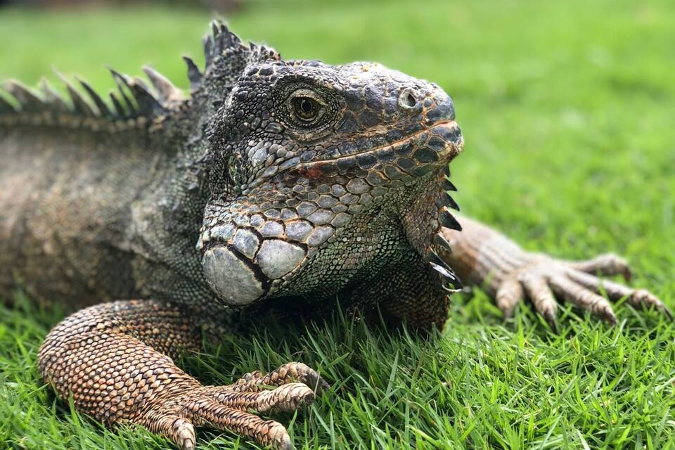 Una iguana sobre gespa verda.