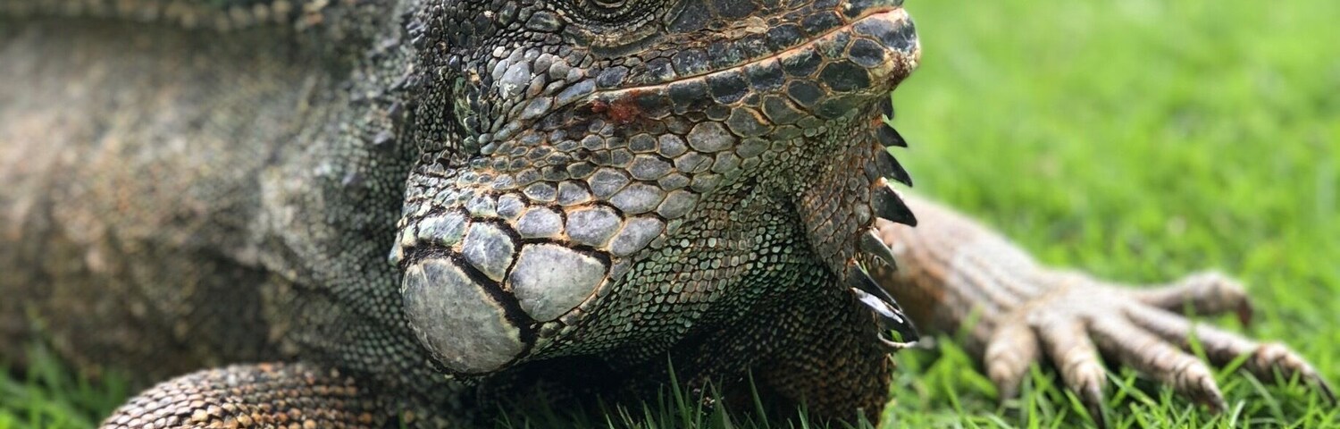 They are here because people started feeding them