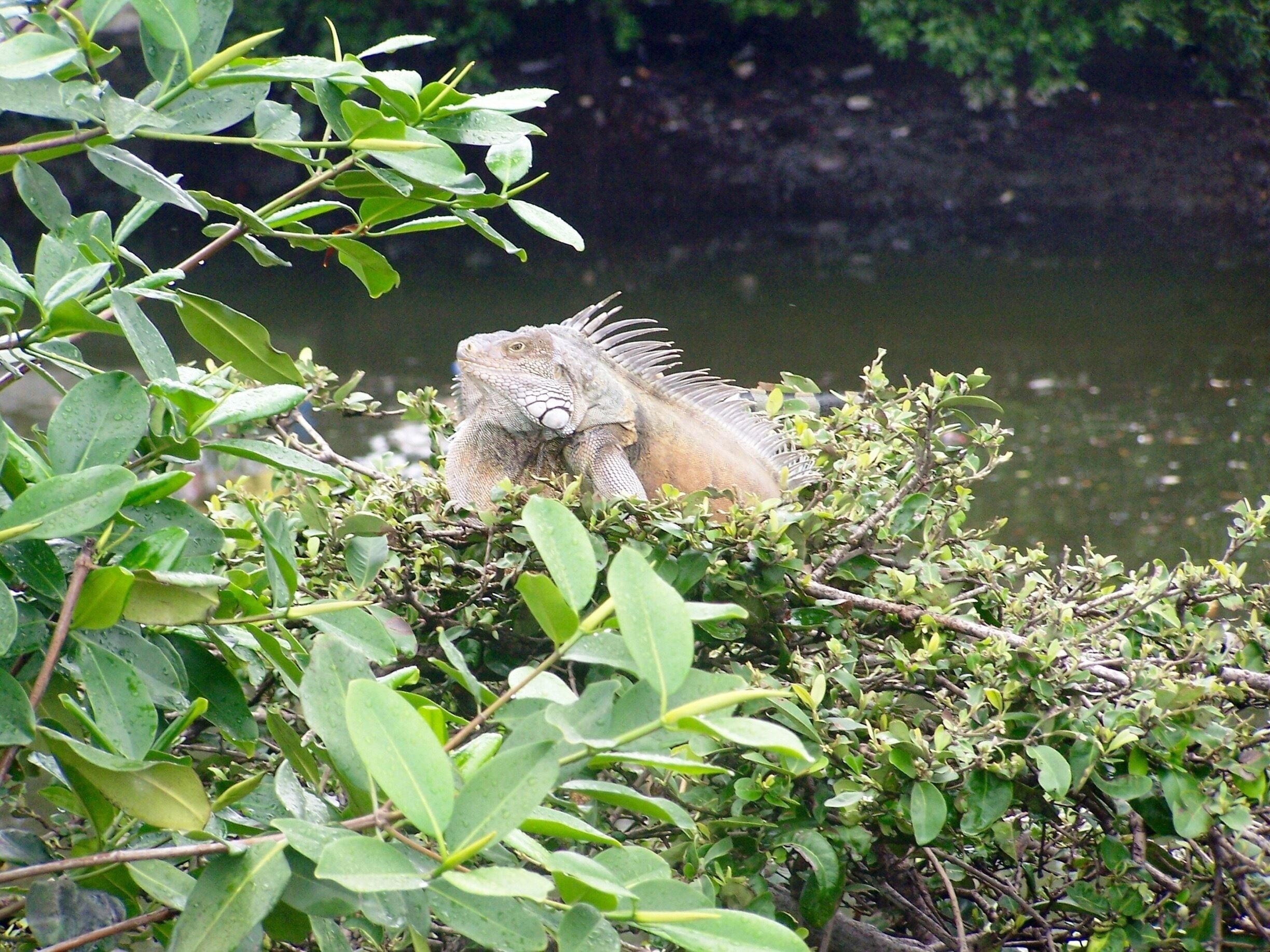 You never know what could be sitting in the top of a tree!!