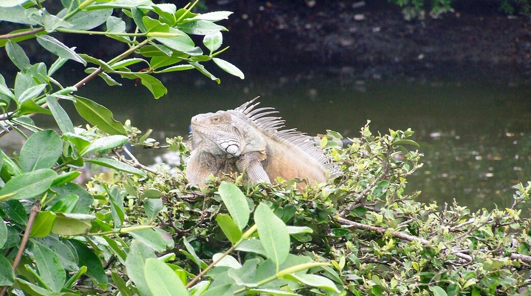 You never know what could be sitting in the top of a tree!!