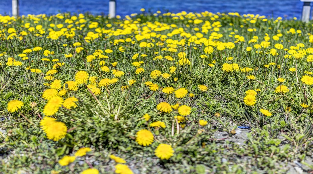 Field of yellow dandelion flowers by silver painted wooden fence along Saint Lawrence river in Capucins, Quebec, Canada in Gaspesie region with coast