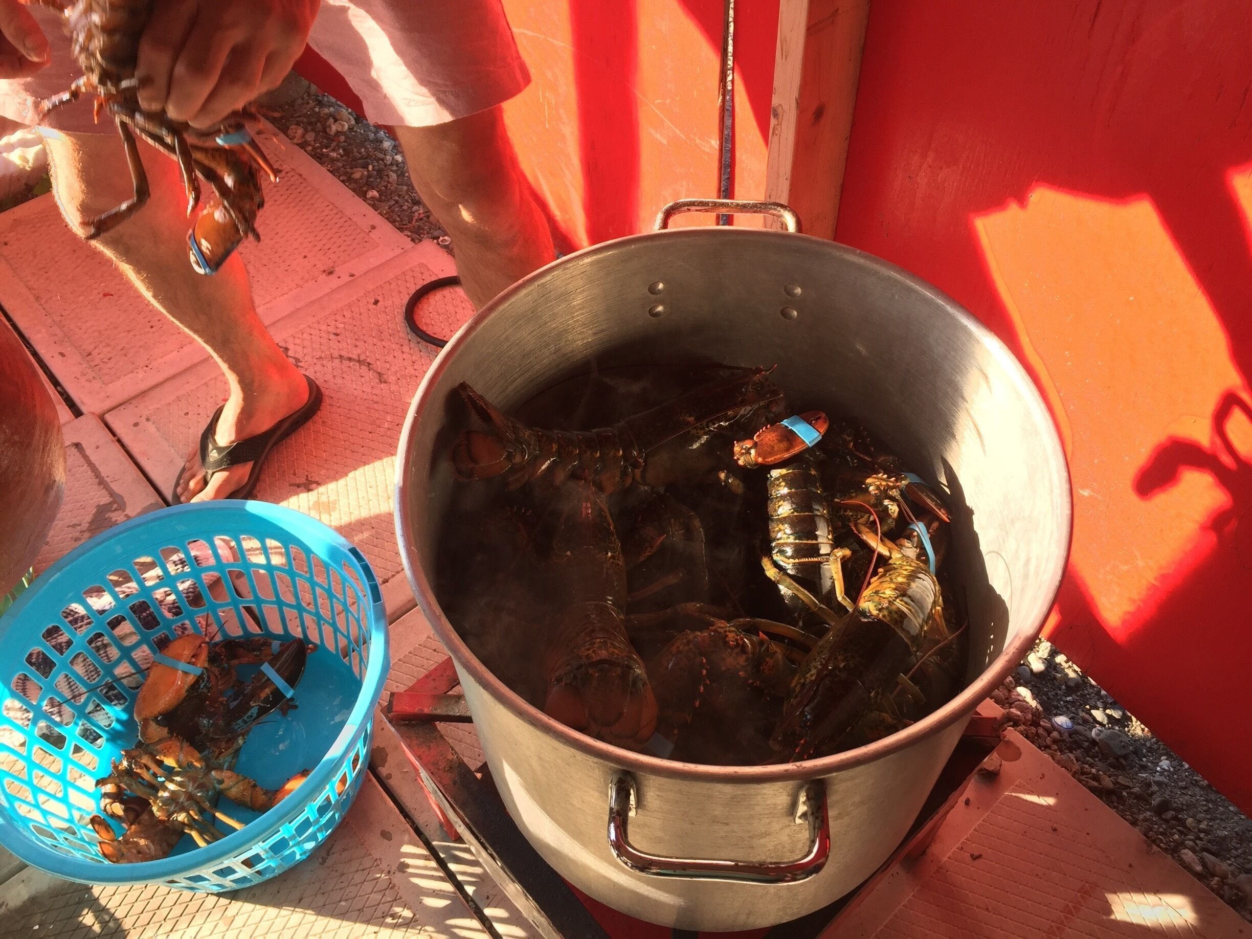 Fresh lobster heading to the pot .... cooked and ready to eat a short time later. 