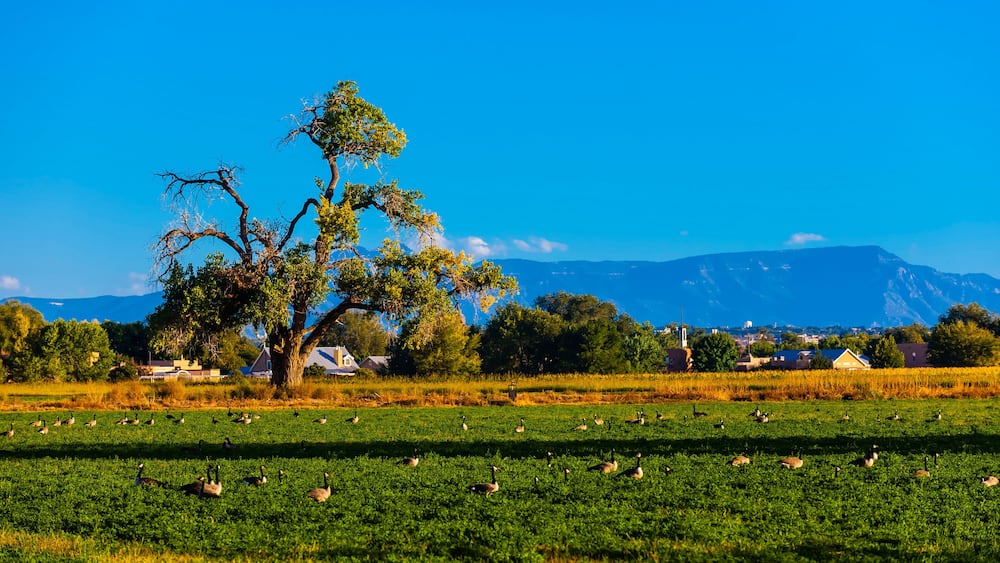 A green field with geese, a large tree, and houses in the background.