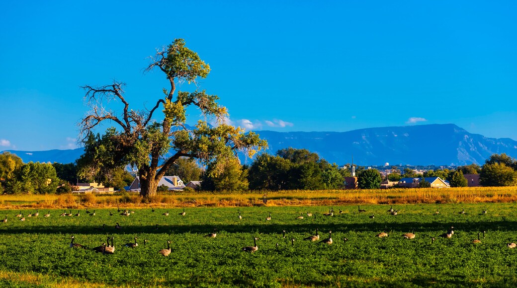 Geese in a field, Los Ranchos de Albuquerque (metro Albuquerque), New Mexico USA.