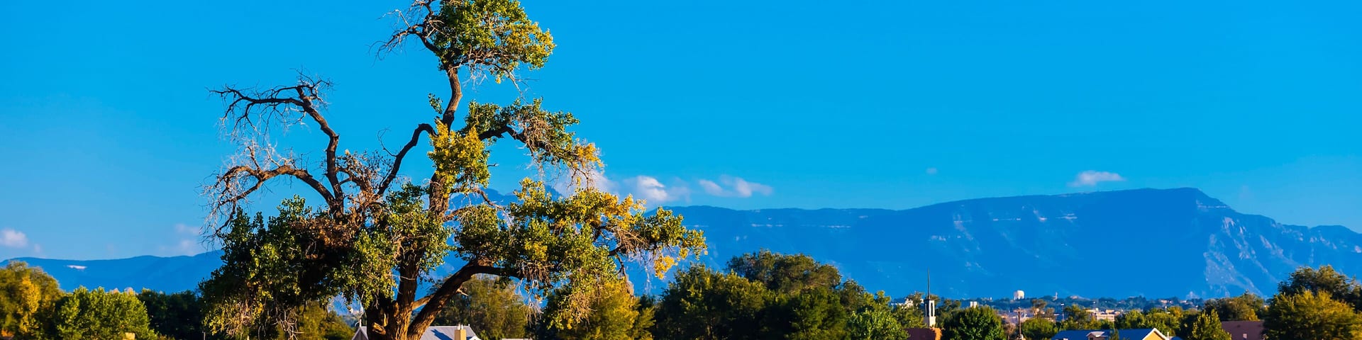 Geese in a field, Los Ranchos de Albuquerque (metro Albuquerque), New Mexico USA.