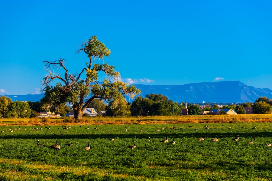 Geese in a field, Los Ranchos de Albuquerque (metro Albuquerque), New Mexico USA.