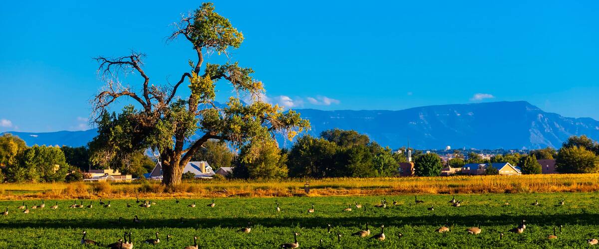 A green field with geese, a large tree, and houses in the background.