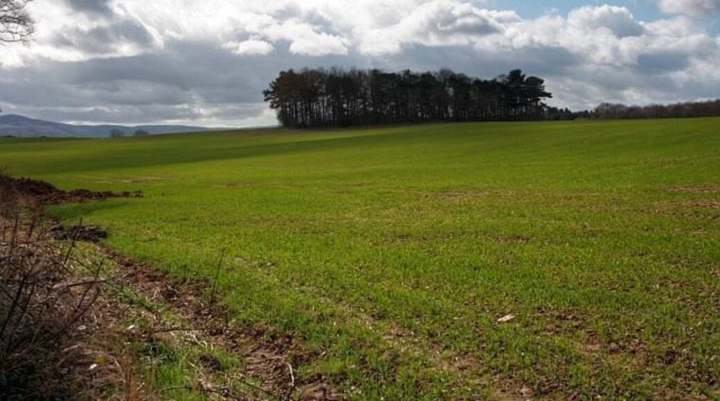 Spion Kop The name of a circular plantation which dominates the vista from Grey Towers (NZ5313) the former home of Middlesbrough ironmaster William Randolph Innis Hopkins. Spion Kop was the name of a famous British defeat in the Boer War. The plantation presumably dates from that time.