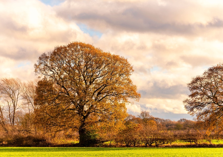 Un gran árbol con hojas otoñales en un campo con otros árboles y un cielo nublado.