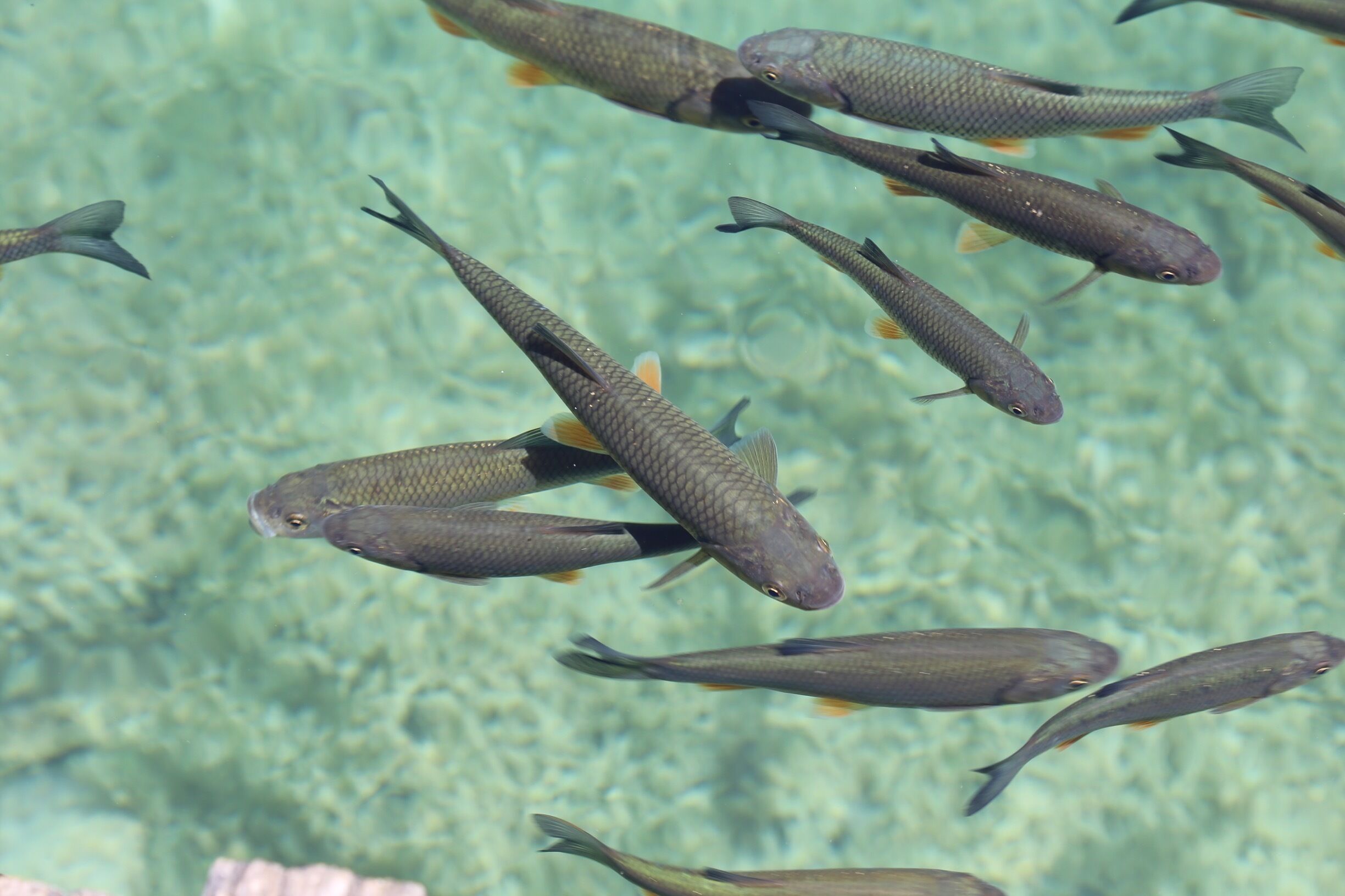 Plitvice Lakes National Park, Croatia