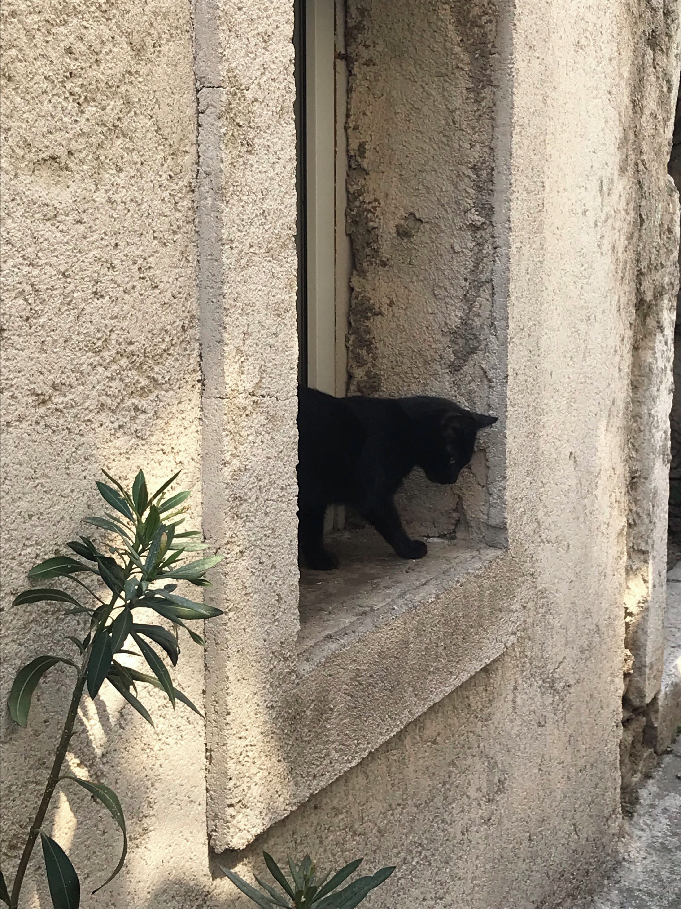 Cat in a small row in Bakar