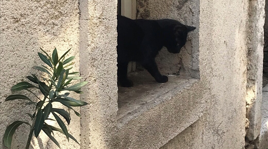 Cat in a small row in Bakar