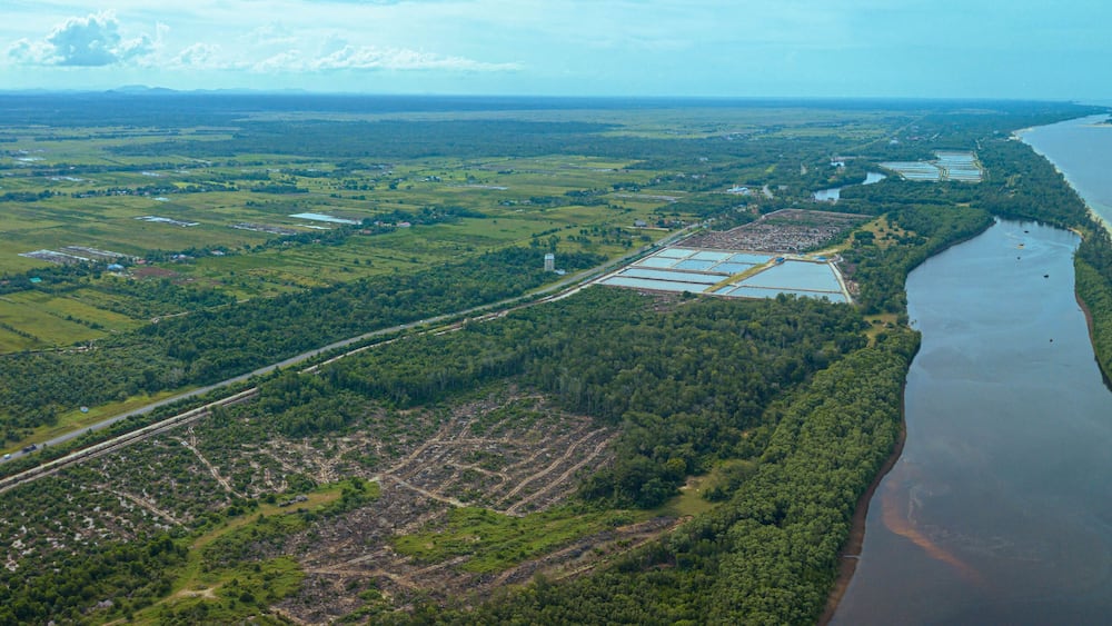 Aerial drone view of paddy plantations land scenery in Kuala Rompin, Pahang, Malaysia