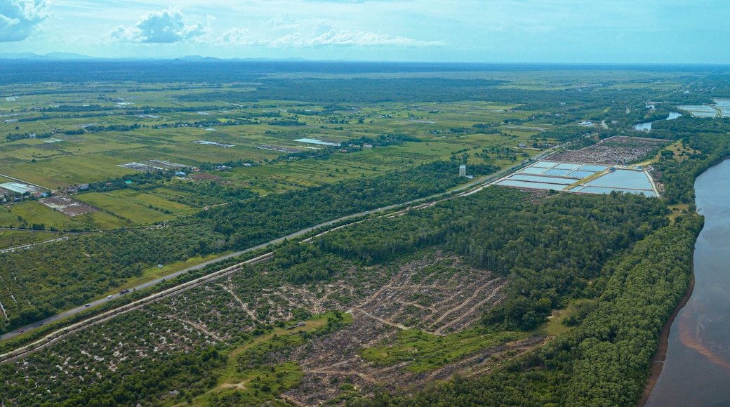 Aerial drone view of paddy plantations land scenery in Kuala Rompin, Pahang, Malaysia