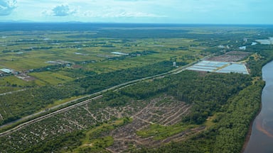 Aerial drone view of paddy plantations land scenery in Kuala Rompin, Pahang, Malaysia
