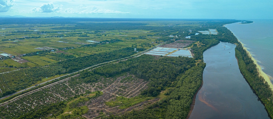 Aerial drone view of paddy plantations land scenery in Kuala Rompin, Pahang, Malaysia