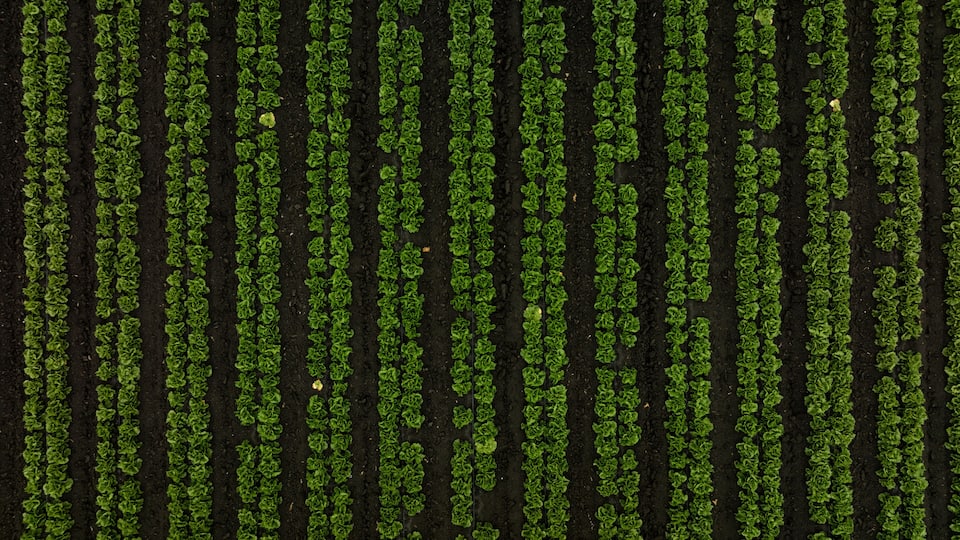 A field of green crops planted in neat rows.