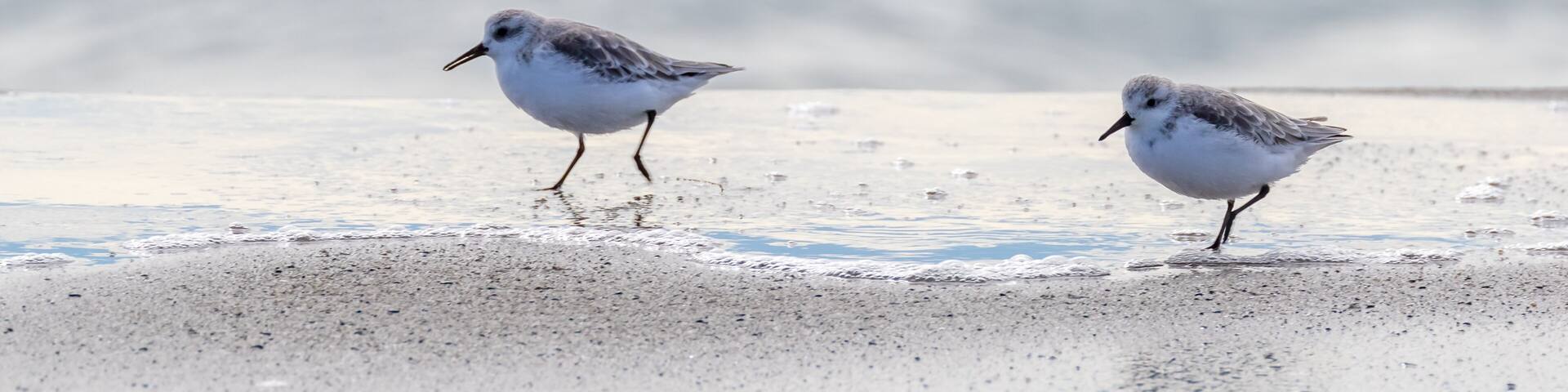 Sanderlings in water on sand beach at Moss Landing State Beach, Moss Landing, California