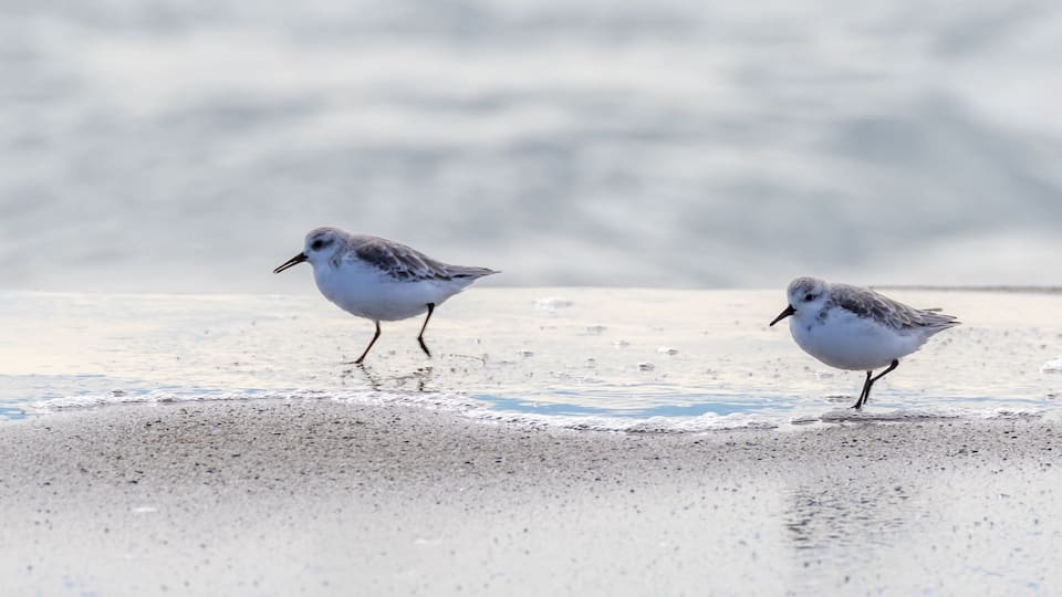 Two birds on a sandy beach with water in the background.