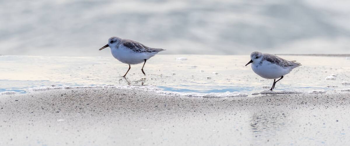 Two birds on a sandy beach with water in the background.