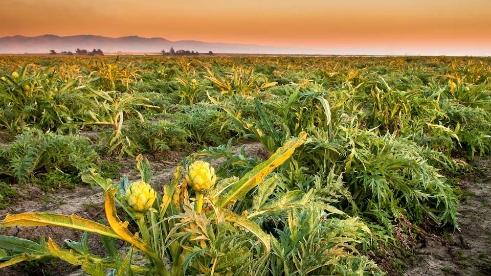A field of crops with a mountain range in the background.