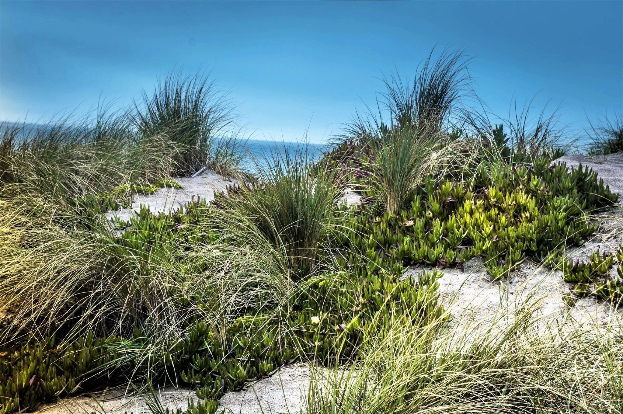 Love the vegetations and the landscape of the beach 