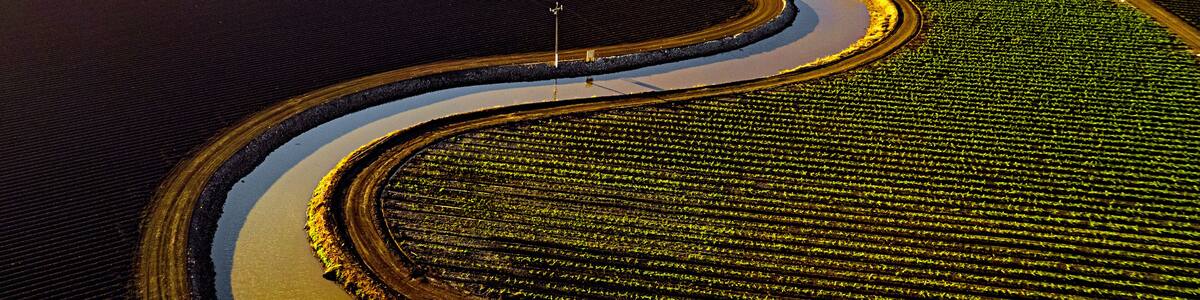 Castroville artichokes in the setting sun
