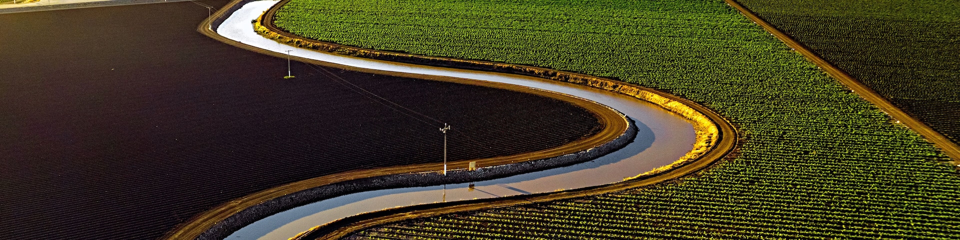 Castroville artichokes in the setting sun
