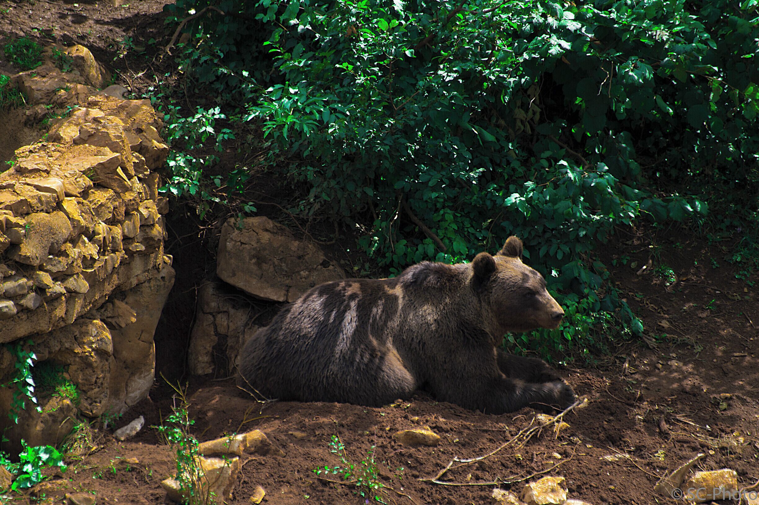 A bear resting near a rocky outcrop in a forested area.
