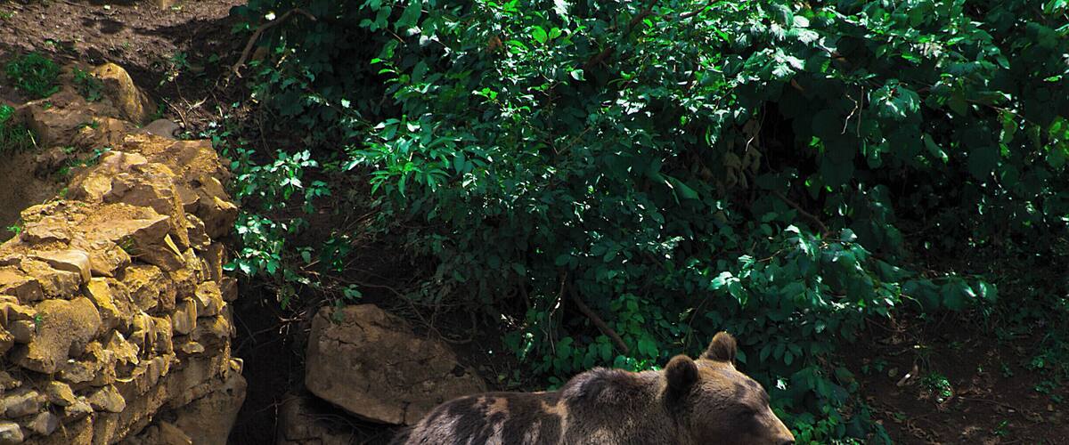 A bear resting near a rocky outcrop in a forested area.