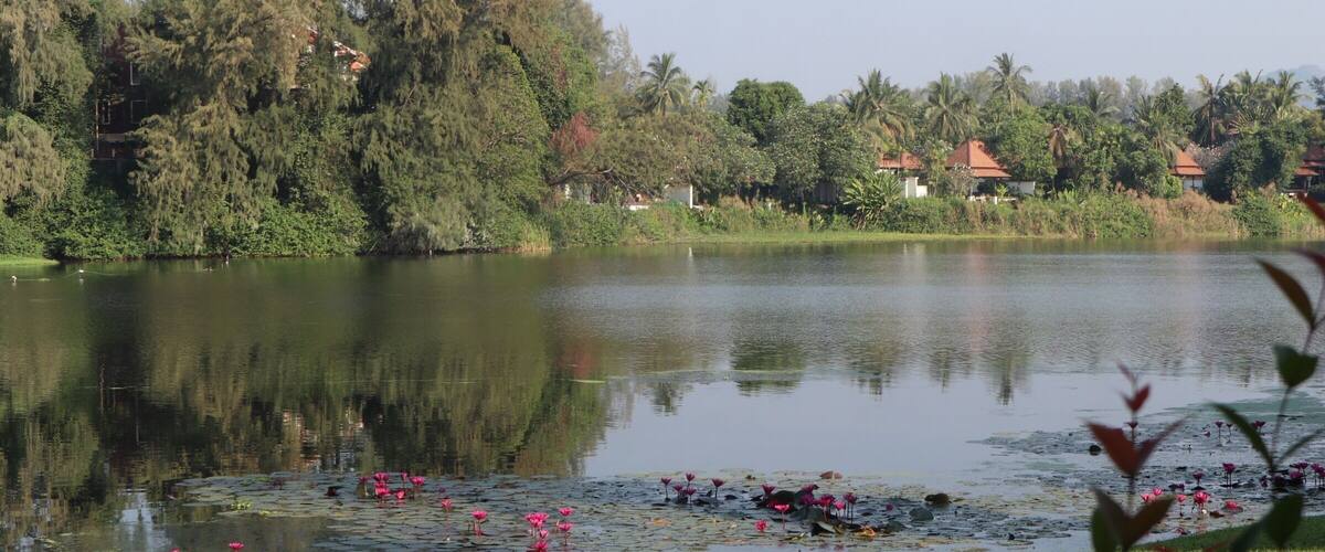 A calm lake with pink water lilies and lotus flowers, surrounded by lush greenery and palm trees.