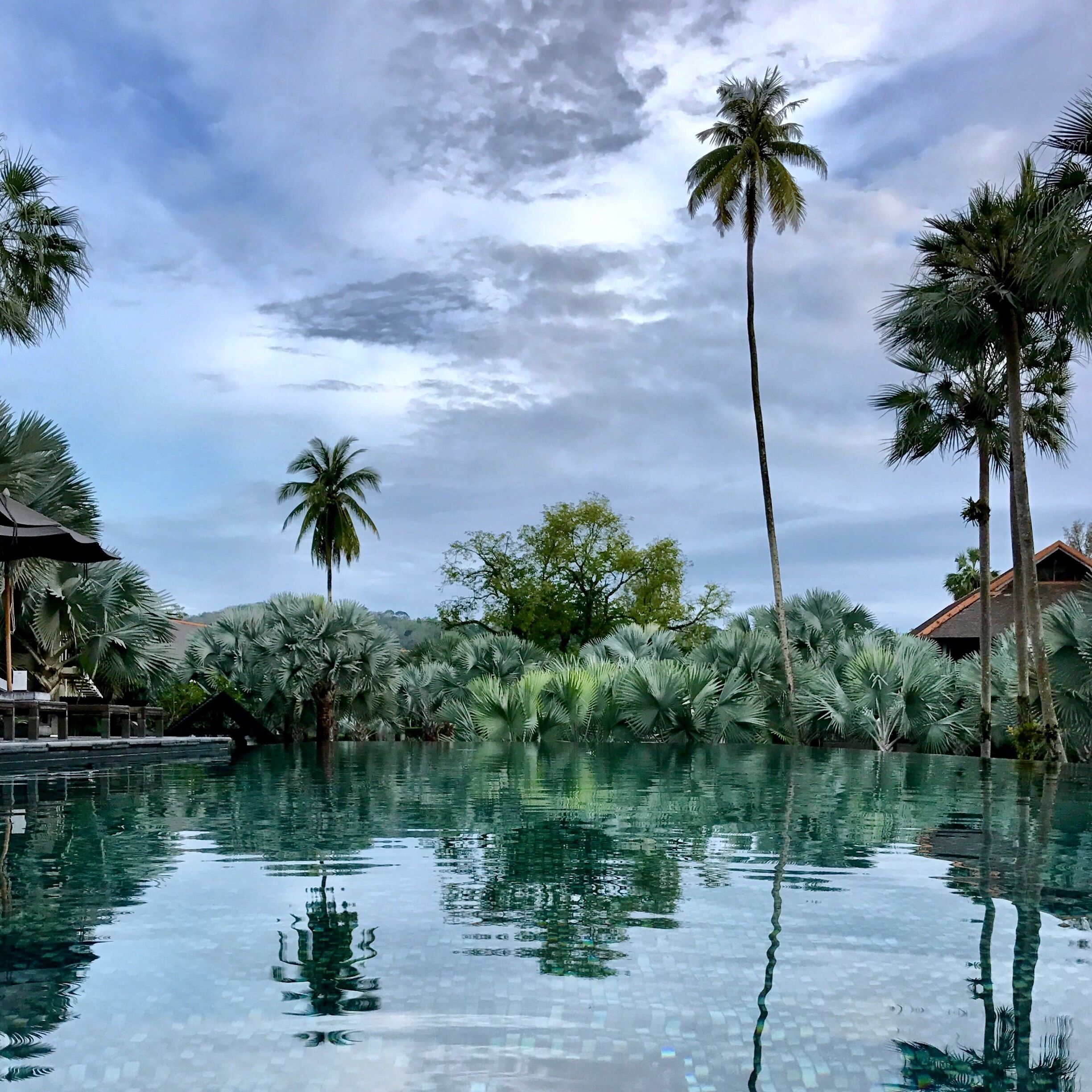 Plush swimming in the silver palm fringed infinity pool. This was taken just before a massive downpour from out of nowhere. #infinity #pool #silverpalm #phuket #lifeatexpedia