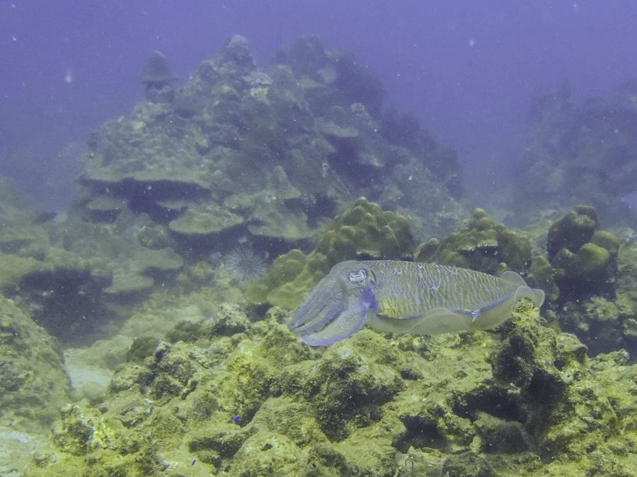 A cuttlefish taking a serene swim off Maithon Island near #Phuket, #Thailand 🇹🇭. It’s a nice spot for #diving, during the high season (about November to April). The sea is too rough for diving in the low season.
#LifeAtExpedia