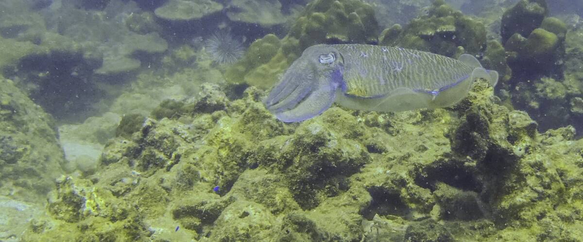 A marine environment with a fish swimming near a coral reef.