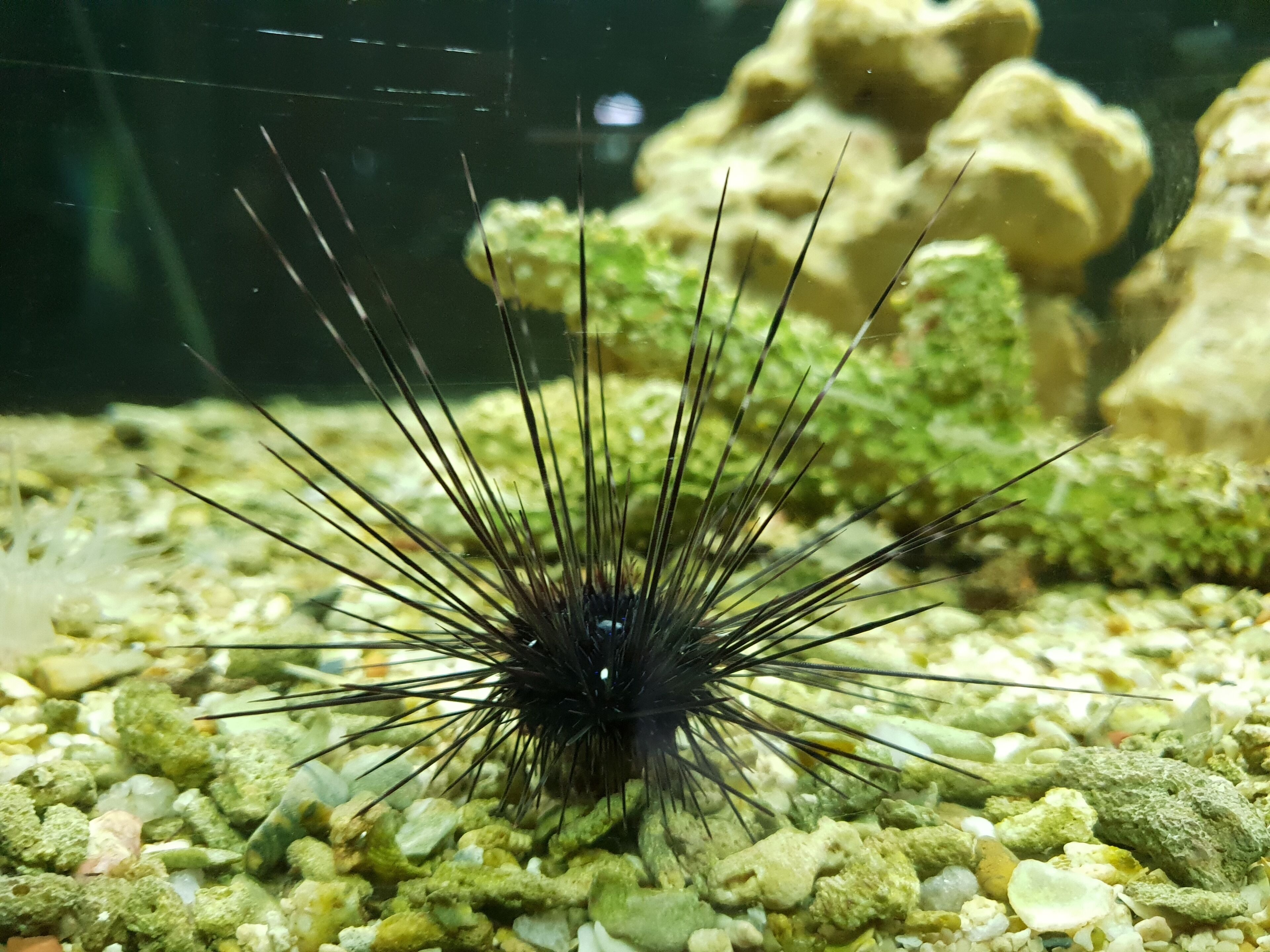 Black Sea urchin.
Must visit the Phuket Aquarium. 
Aqua dome is not active always, better to call in advance.
Besides the aquarium is a serene port. Good place to relax as well.
#LifeAtExpedia
#PhuketAquarium