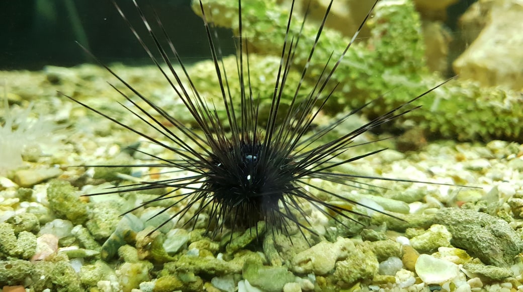Black Sea urchin.
Must visit the Phuket Aquarium.
Aqua dome is not active always, better to call in advance.
Besides the aquarium is a serene port. Good place to relax as well.
#LifeAtExpedia
#PhuketAquarium