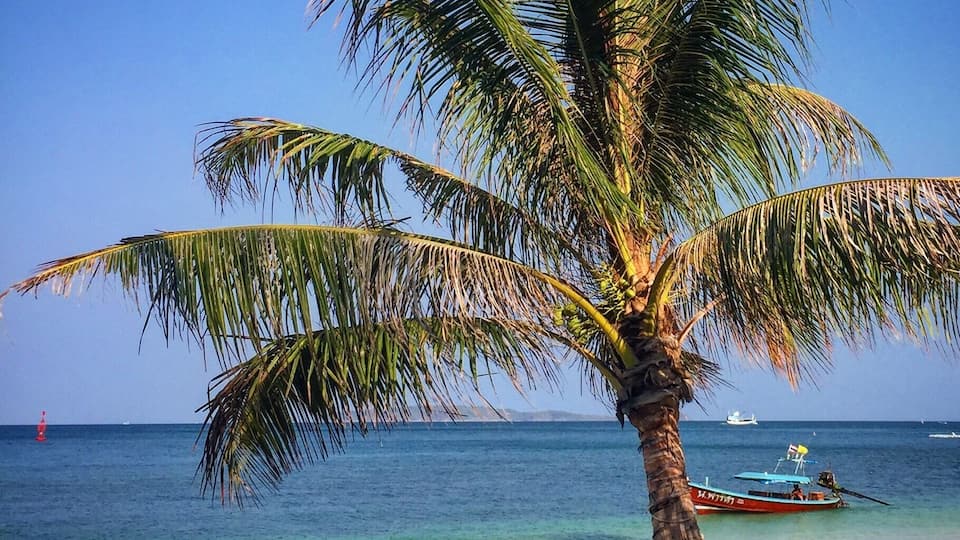 A palm tree on a beach with clear blue water and a boat in the distance.