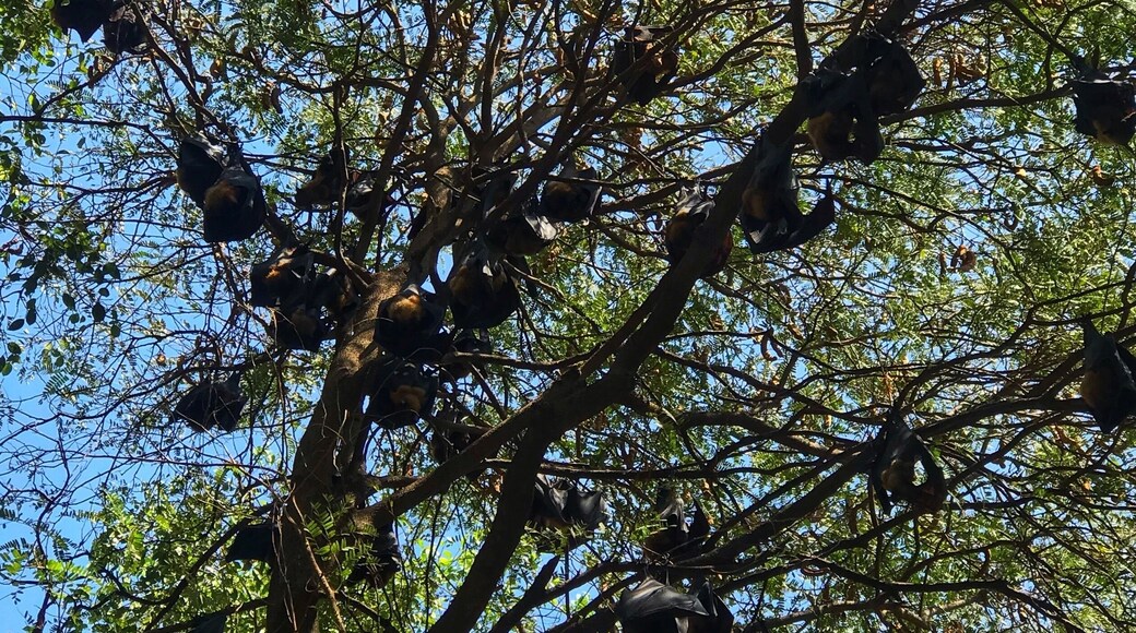 These are fruit-eating mega bats. You can find them at Wat Pho Bang Khla.