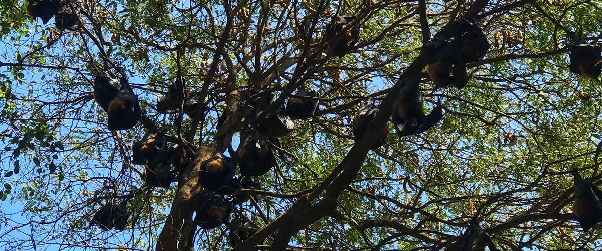 These are fruit-eating mega bats. You can find them at Wat Pho Bang Khla.