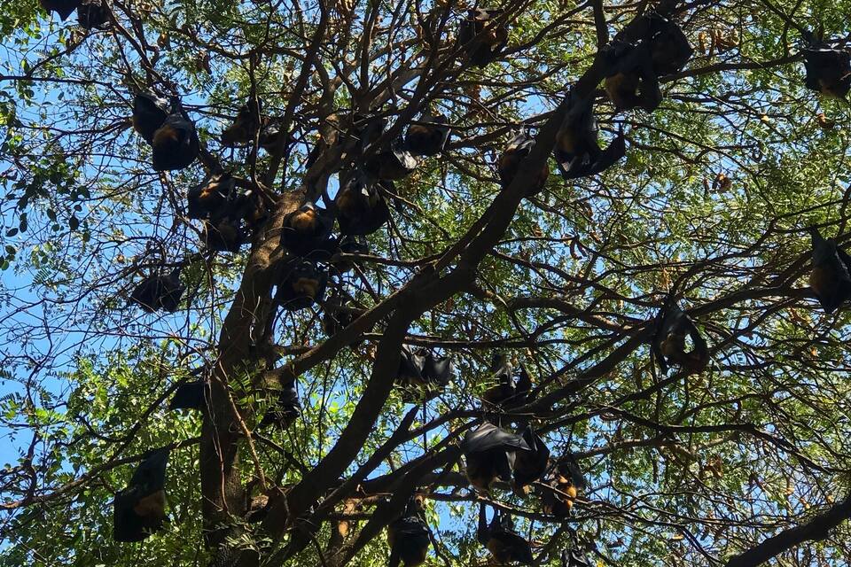 A tree with numerous bats hanging from its branches.