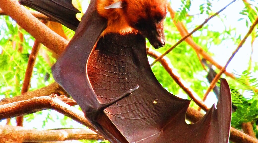 Fruit bats, sometimes referred to as Flying Foxes, are the main attraction at the tiny but serene temple Wat Pho Bang Khla in central Thailand. They rely on their vision instead of echolocation to navigate, and their wingspan can reach lengths of over a meter long.
The surrounding trees are filled with hundreds of these bats, who all take flight at dusk, circling the temple in a scene eerily reminiscent of "The Birds." They sometimes fly for miles in search of food, and a friend who lives nearby told me that mangoes are a particular favorite (they regularly raid his tree.)
#thailand #landofsmiles #templetour #captivatingcreatures