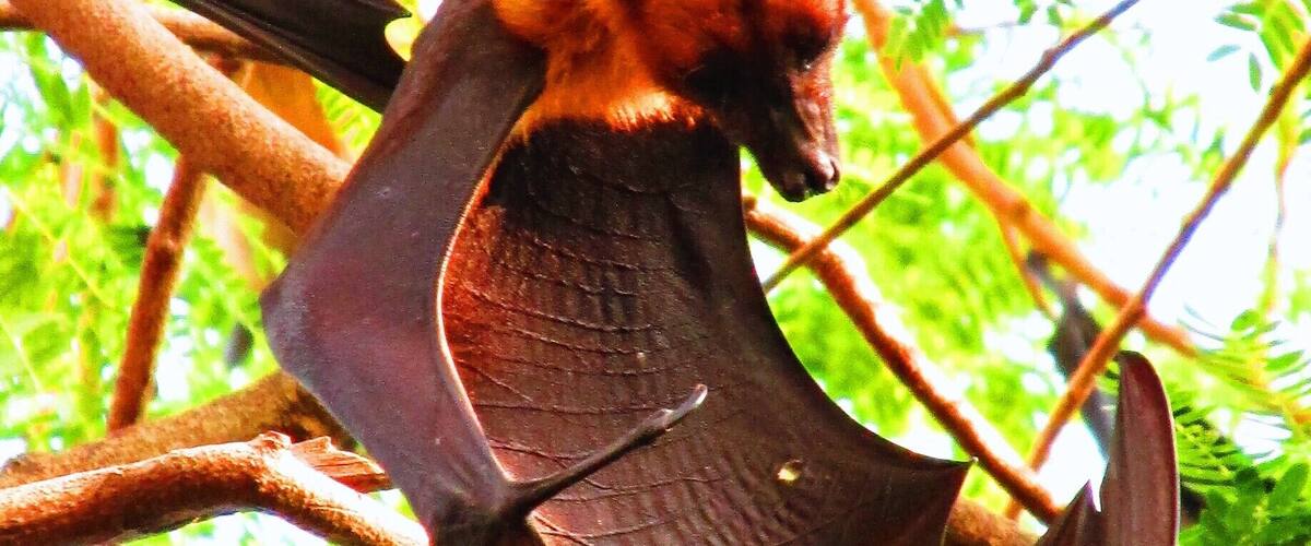 Fruit bats, sometimes referred to as Flying Foxes, are the main attraction at the tiny but serene temple Wat Pho Bang Khla in central Thailand. They rely on their vision instead of echolocation to navigate, and their wingspan can reach lengths of over a meter long.
The surrounding trees are filled with hundreds of these bats, who all take flight at dusk, circling the temple in a scene eerily reminiscent of "The Birds." They sometimes fly for miles in search of food, and a friend who lives nearby told me that mangoes are a particular favorite (they regularly raid his tree.)
#thailand #landofsmiles #templetour #captivatingcreatures